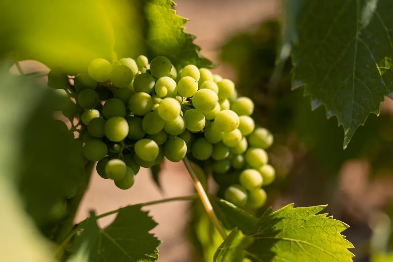 Séjour à la campagne Agriturismo Cappellese Castelnuovo della Misericordia Italie